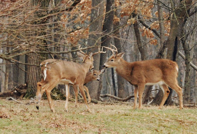 DSN_0525_bks_d_crop.jpg