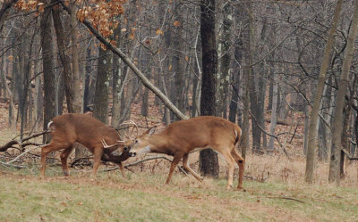 DSN_0548_spar_crop.jpg