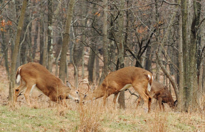 DSN_0558_spar_crop.jpg