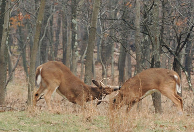 DSN_0561_spar_crop.jpg