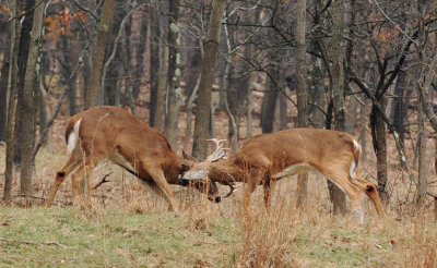 DSN_0566_spar_crop.jpg