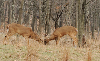 DSN_0570_spar_crop.jpg