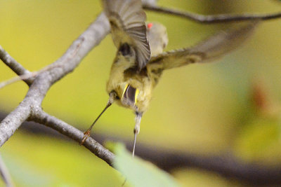 recent warblers