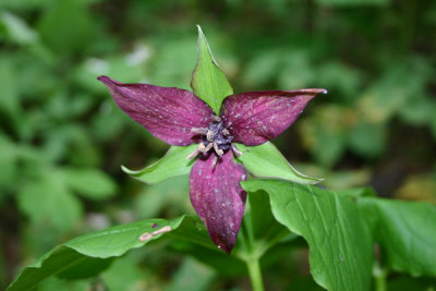 Trille rouge (Trillium erectum)