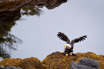 Eagle with an Otter