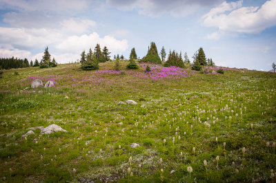 Sunshine Meadow