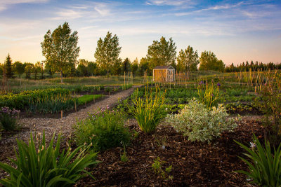 Early evening at the Community Garden