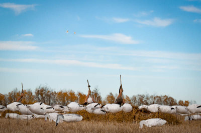 Goose Hunting