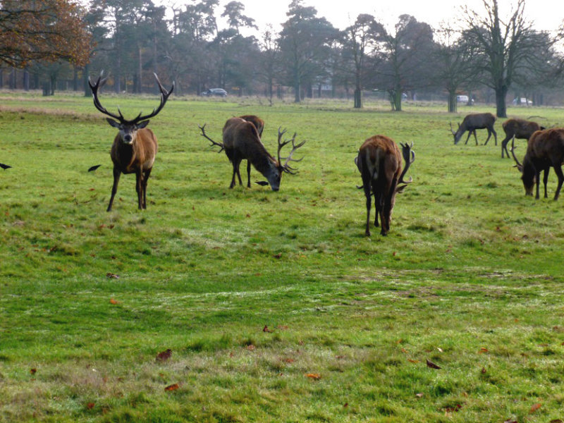 Deer during rutting season