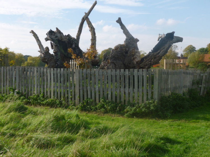 Methusalah Oak 750 years old