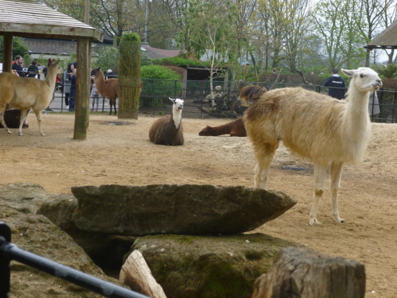 Llamas at the childrens zoo