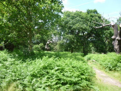 The walk passes through an area of beautiful oak woodland