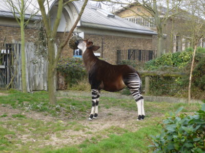 Okapi enjoying a feed