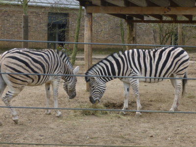 Chapman's zebras