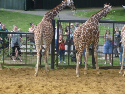 Feeding time for giraffes