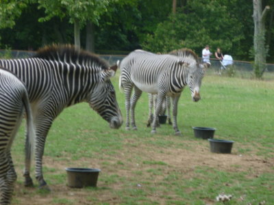  Grevys zebras
