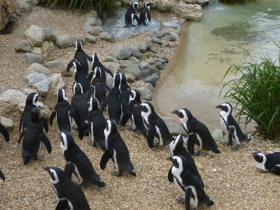 Black-footed or jackass penguins