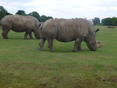 African white rhinos