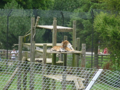 Amur tiger relaxing in the sun