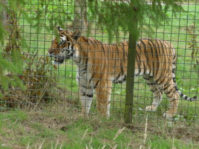 Amur tiger close up