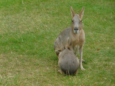 Mara along with wallabies, Chinese water deer and peafowl are allowed to wander freely through the park.
