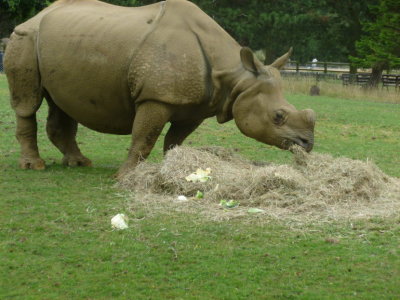 Nepalise one-horned rhino