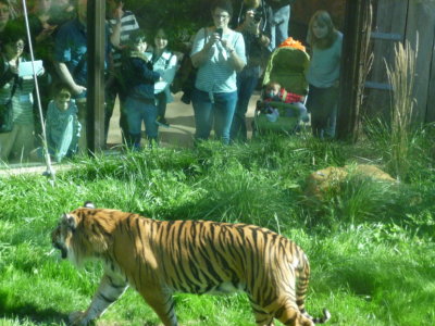 Jae Jae the male Sumatran tiger