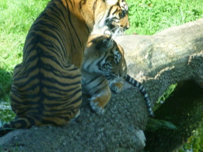 The younger tigers relax in the Tiger Territory