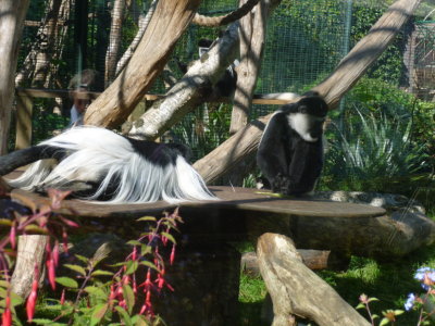 Kikuyu black-and-white colobus monkeys