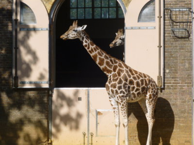 Giraffes in the sunshine outside their house