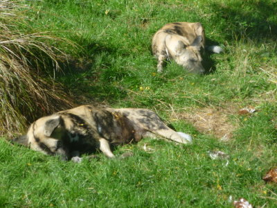 Sleeping African hunting dogs