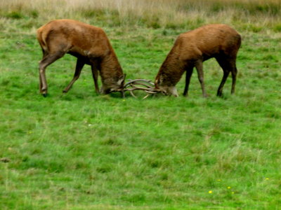 Two young male stags practicing for future ruts