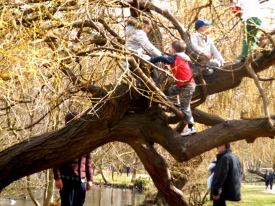 Children climbing tree in Bushy Park