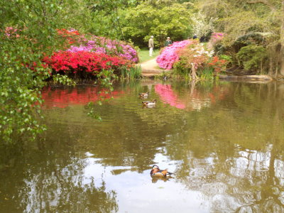 Mandarin Duck enjoying pond in Isabella Plantation