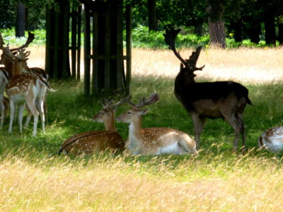 Fallow deer herd includes a red deer hybrid