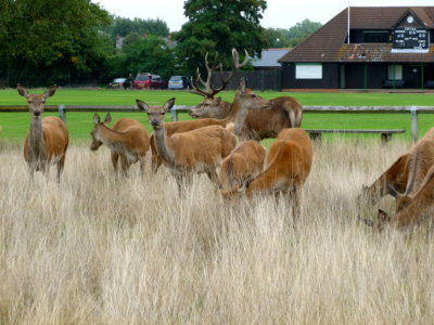 The alpha stag with his harem with cricket ground in background