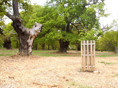 Ancient oak trees