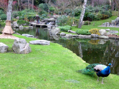 Peacock in Kyoto Garden