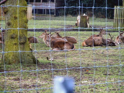 Deer behind fence in Flower Garden of Greenwich Park 
