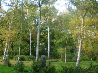 Birch Glade  in Woodland Gardens
