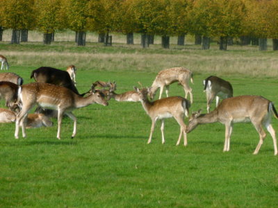 Fallow deer in Hampton Court Park