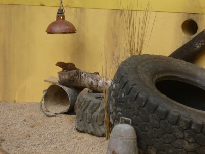 Land of the Lions also contains other creatures from area such as this mongoose enclosure