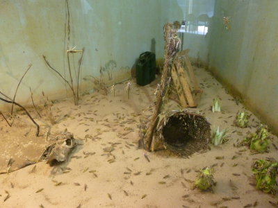 Locust exhibit in BUGS