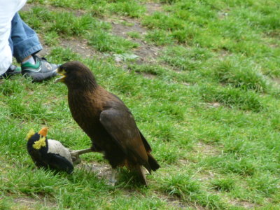 Caracara juvenile playing with a rubber penguin