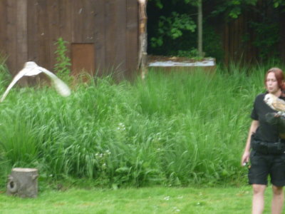 Barn owl in flight