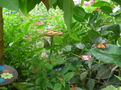 Butterfly house - Definitely worth a visit