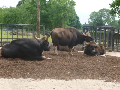 Gaur also known as Indian bison