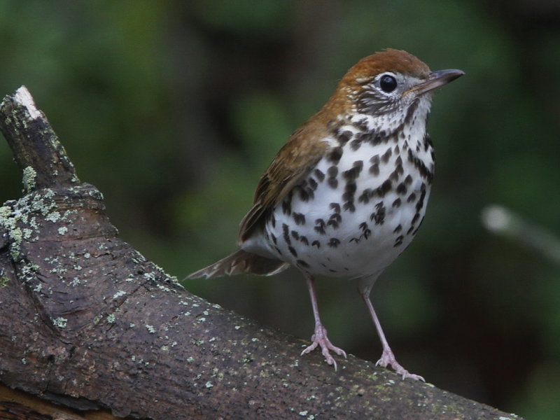 Wood Thrush