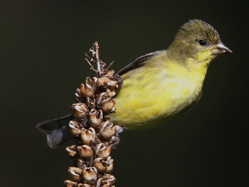 Lesser Goldfinch