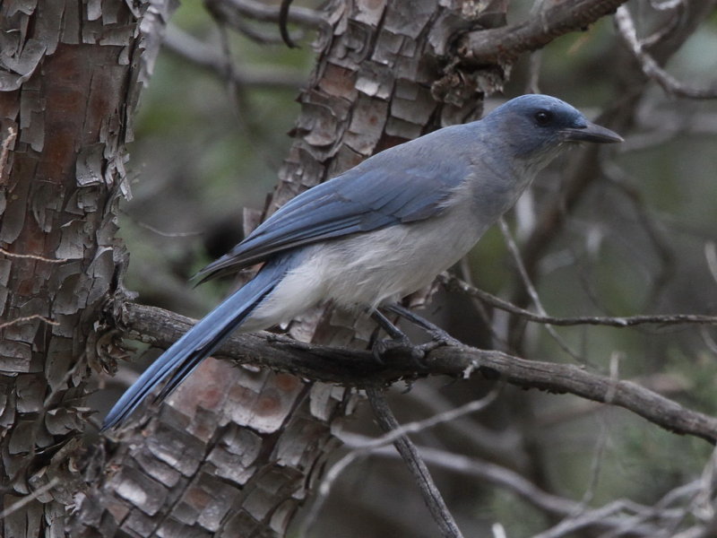 Mexican Jay